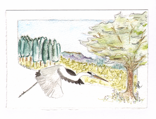 Heron_fishing_wide_thumb