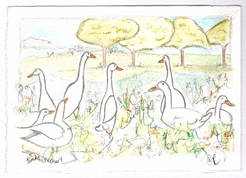 White_ducks_wide_thumb